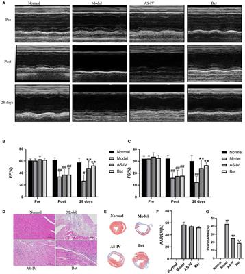 Astragaloside IV Alleviates Infarction Induced Cardiomyocyte Injury by Improving Mitochondrial Morphology and Function